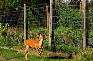 Deer fence installation & Repair
